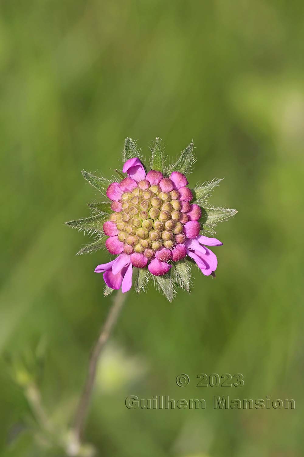 Knautia arvensis