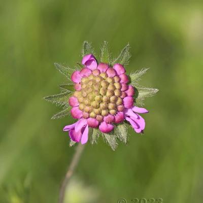 Knautia arvensis