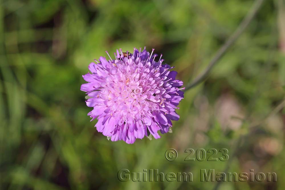 Knautia arvensis