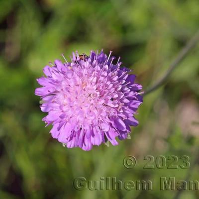Knautia arvensis