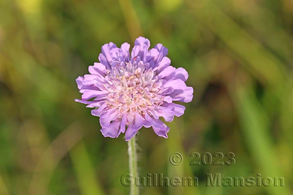 Knautia arvensis