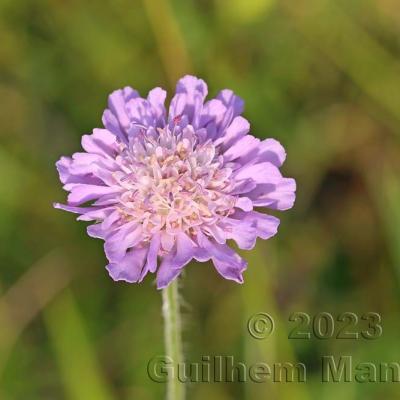 Knautia arvensis