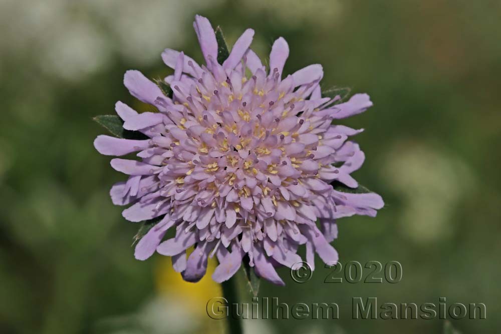 Knautia arvensis