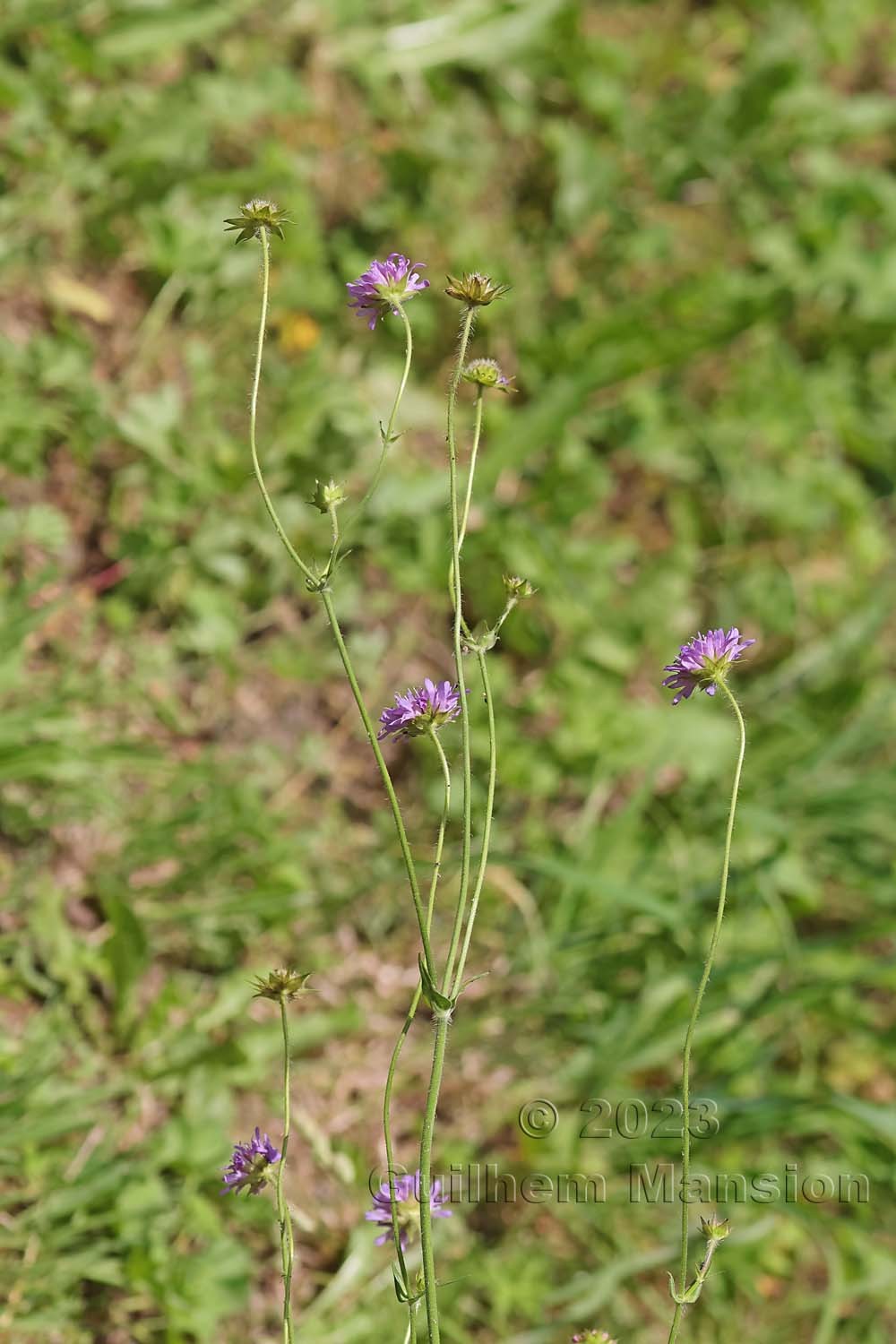 Knautia dipsacifolia