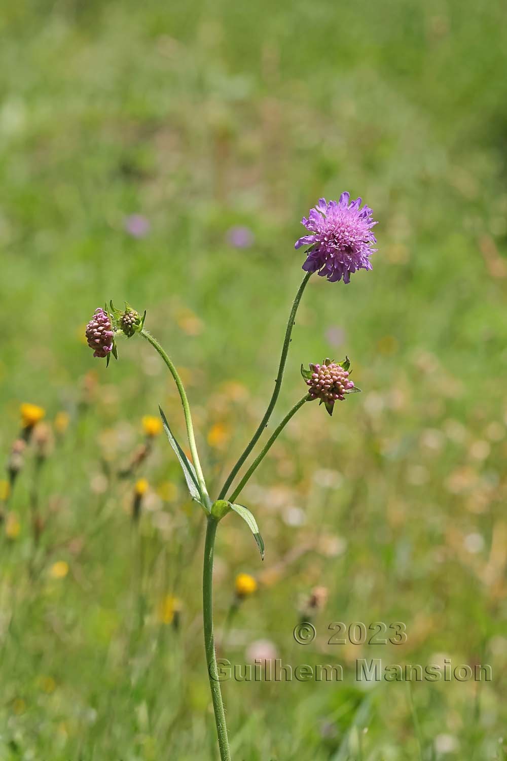 Knautia dipsacifolia