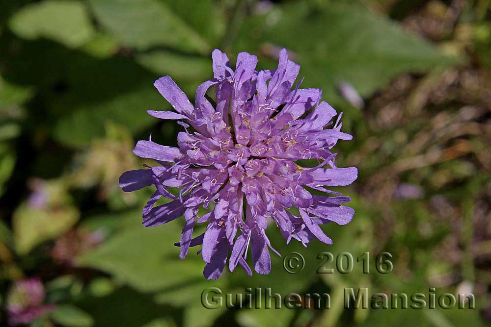 Knautia dipsacifolia