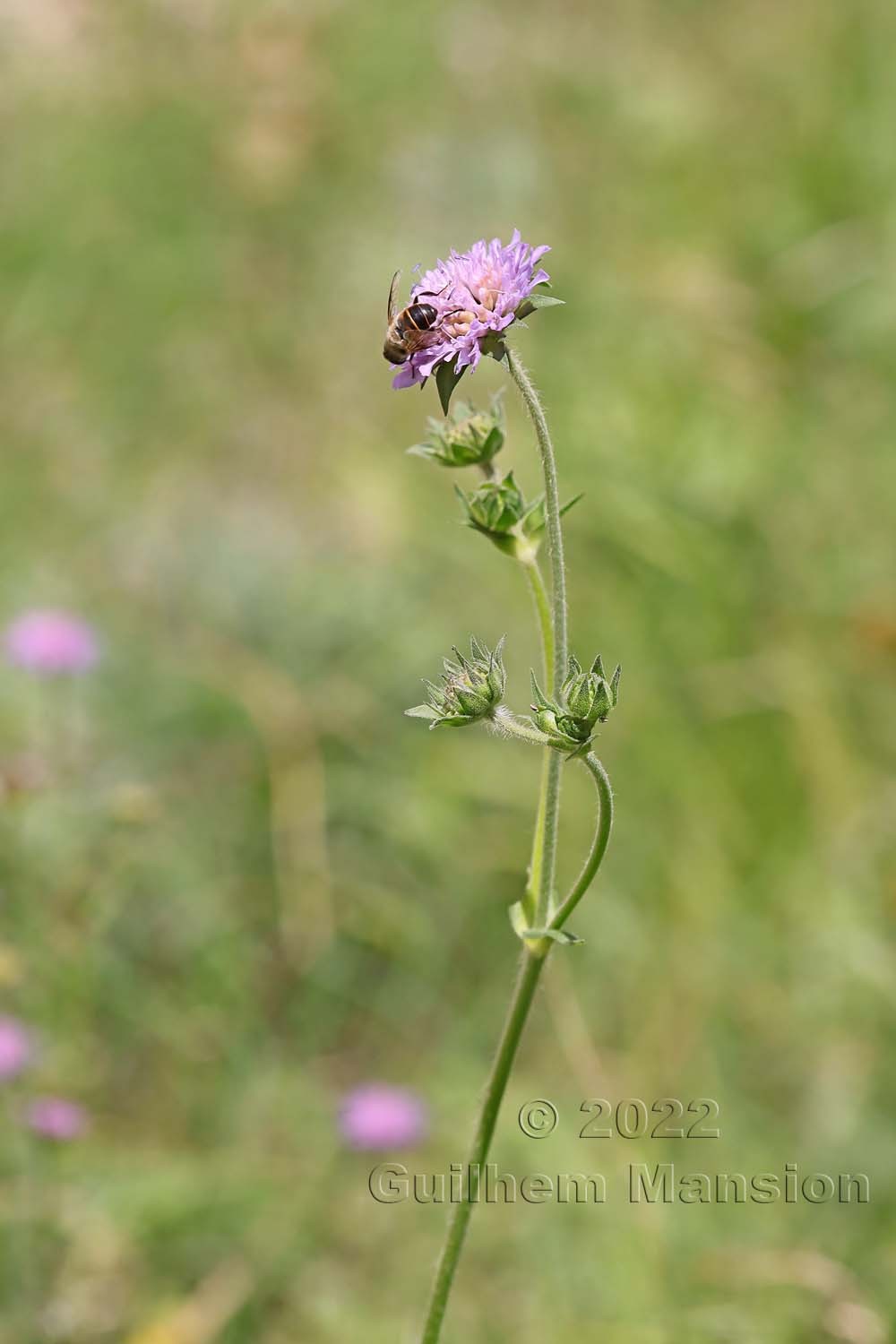 Knautia dipsacifolia