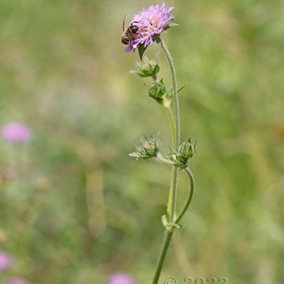 Knautia dipsacifolia