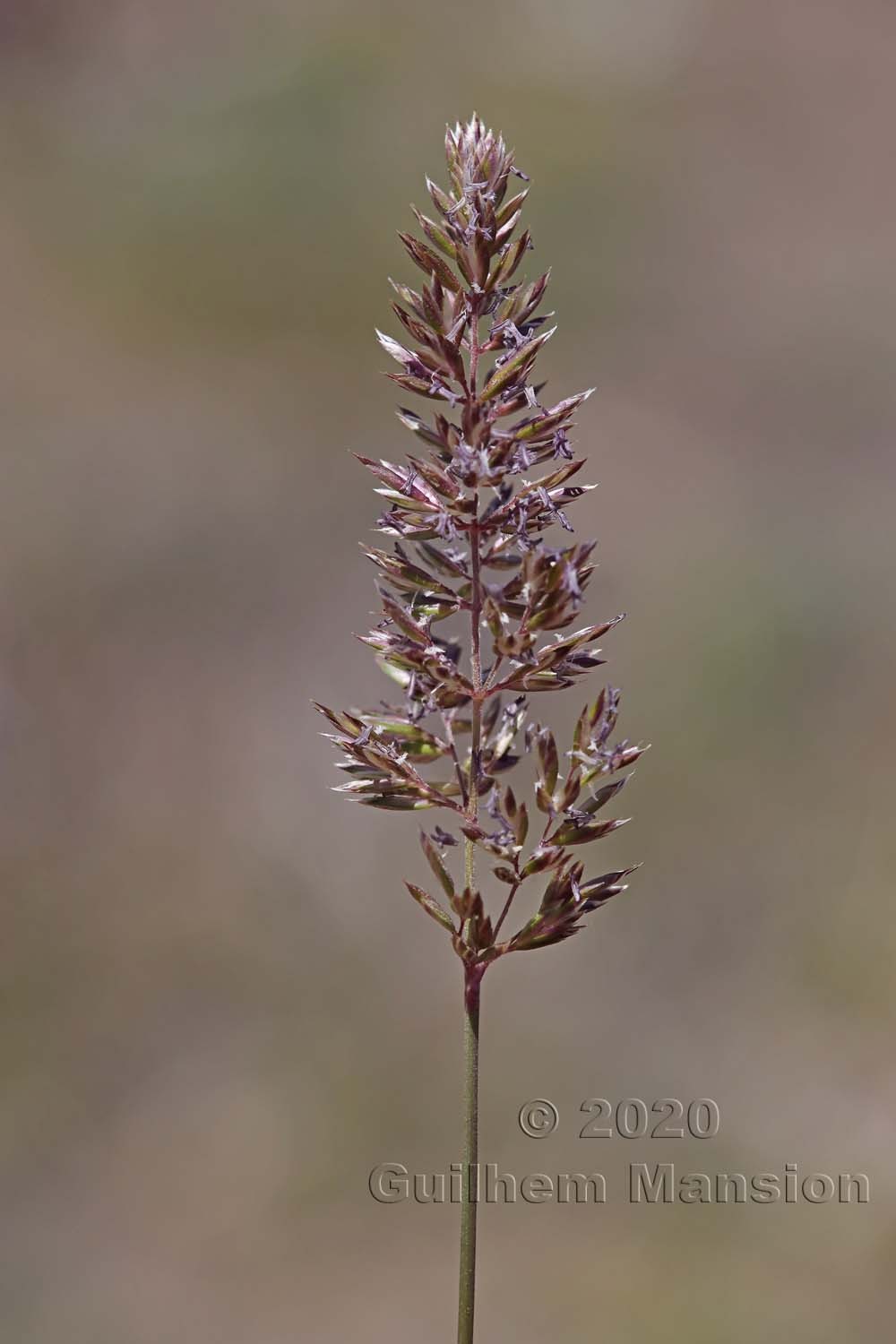 Koeleria macrantha