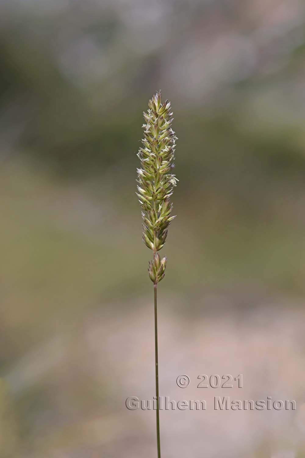 Koeleria vallesiana