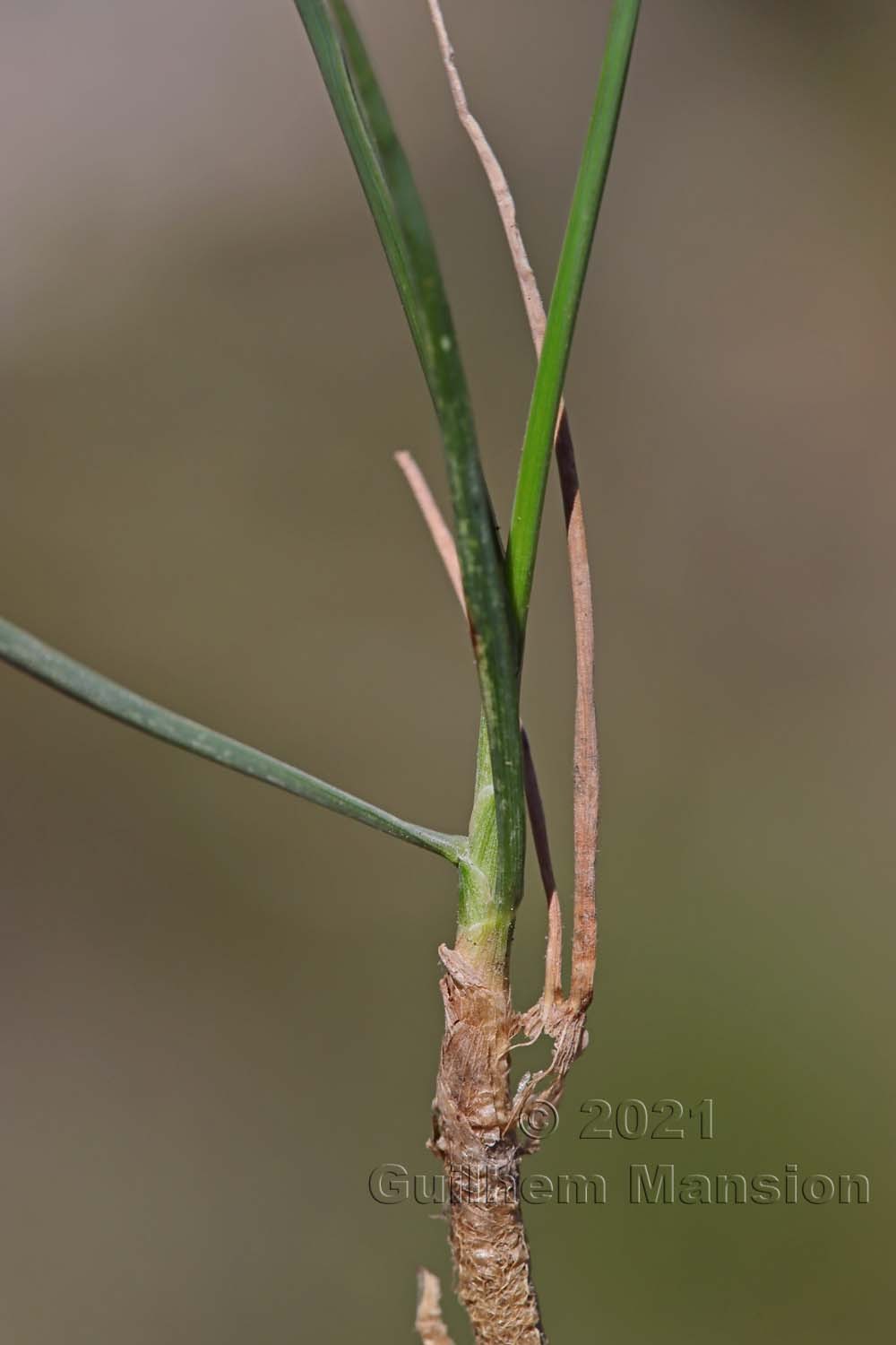 Koeleria vallesiana