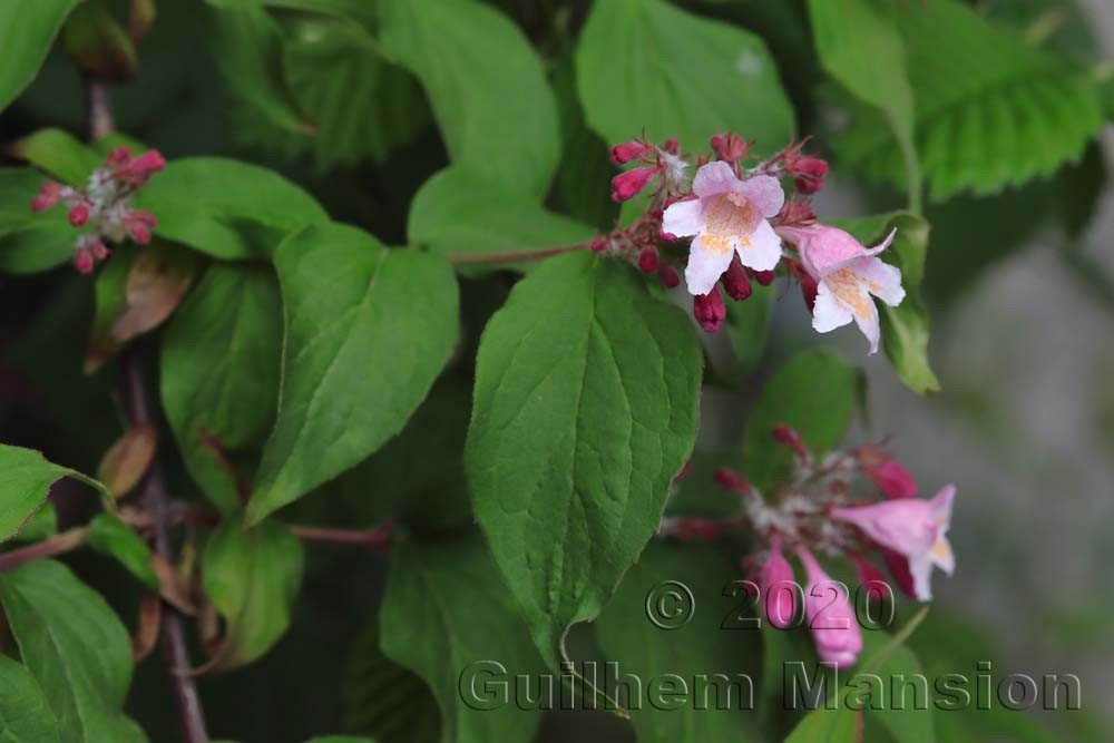 Kolkwitzia [Linnaea] amabilis