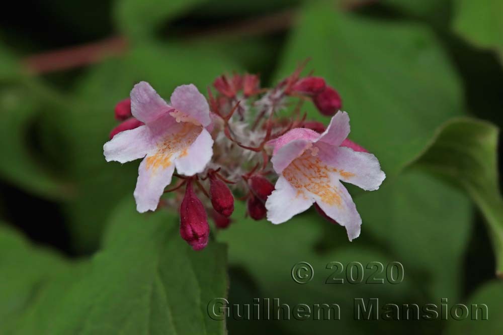 Kolkwitzia [Linnaea] amabilis