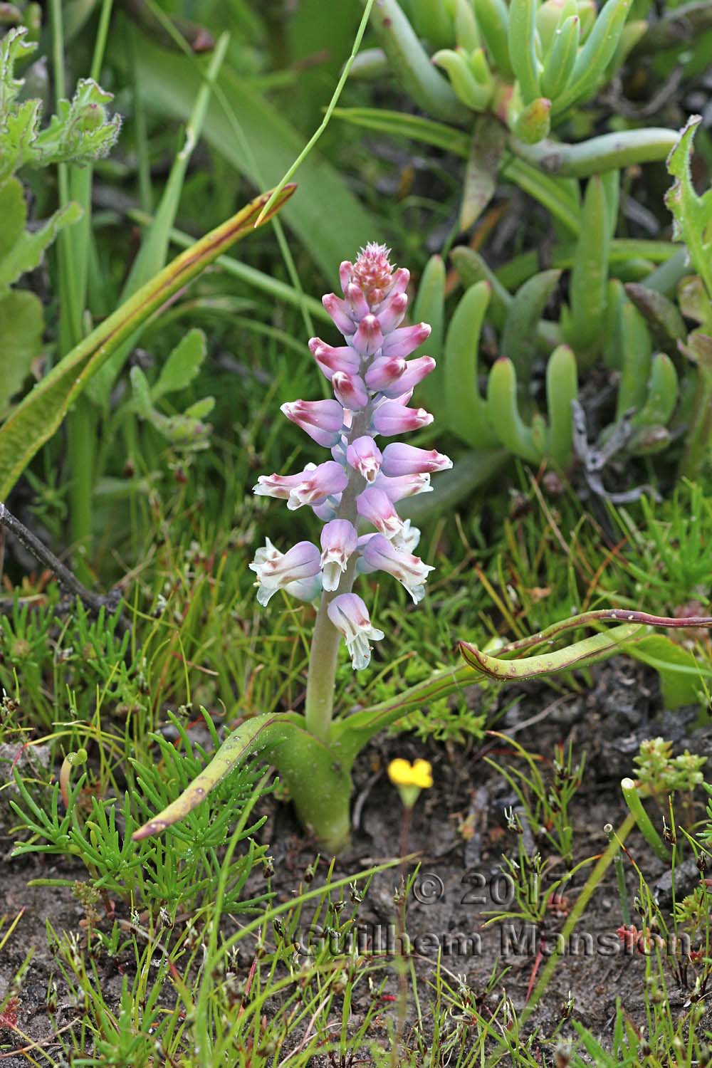 Lachenalia sp.