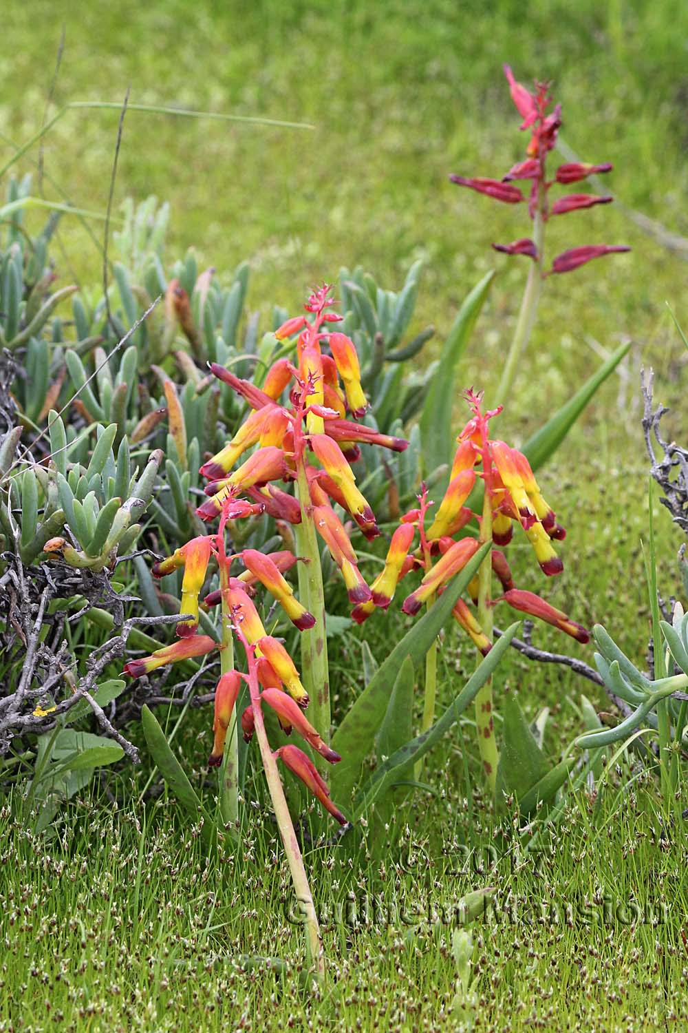 Lachenalia aloides