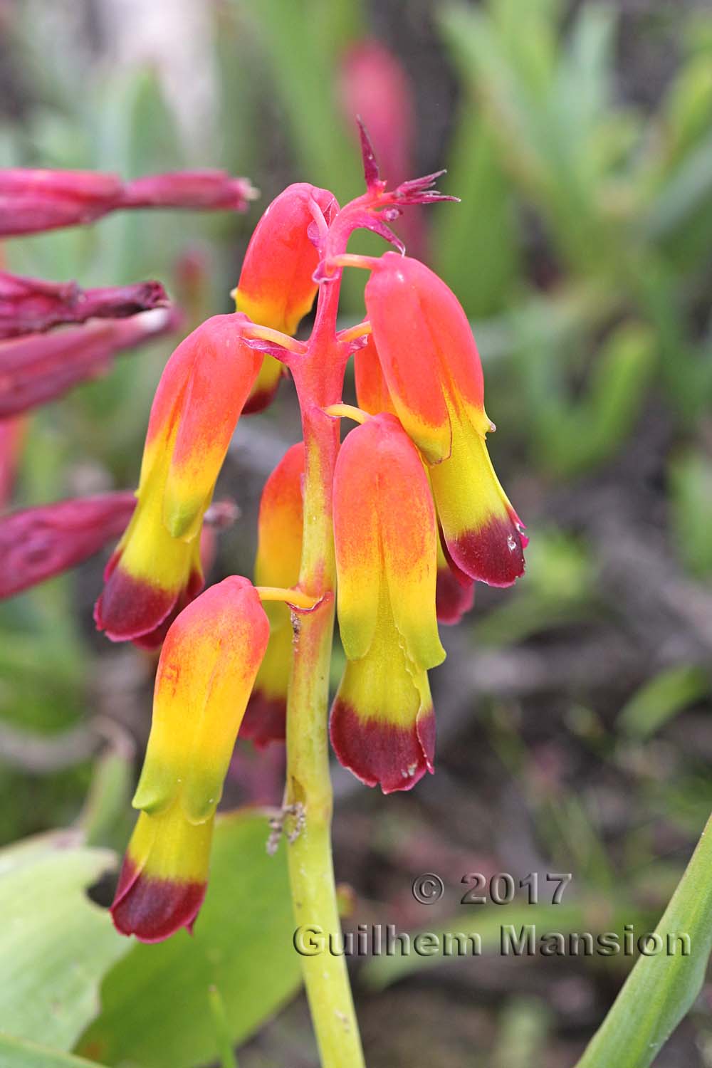 Lachenalia aloides