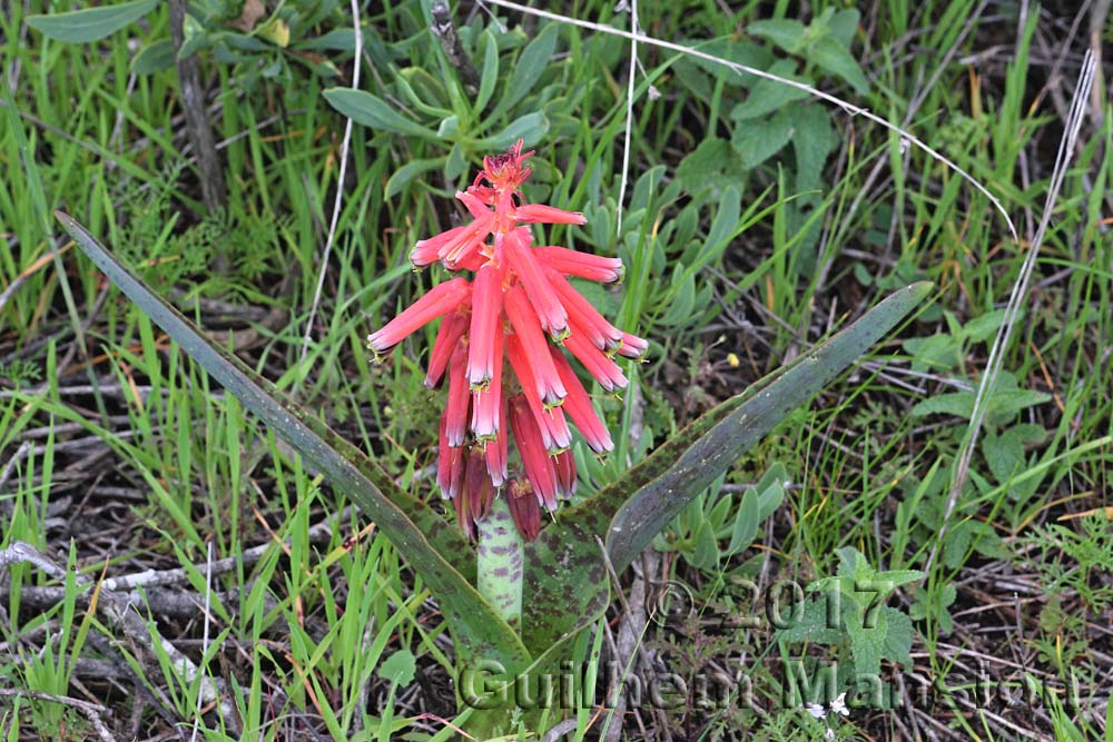 Lachenalia bulbifera