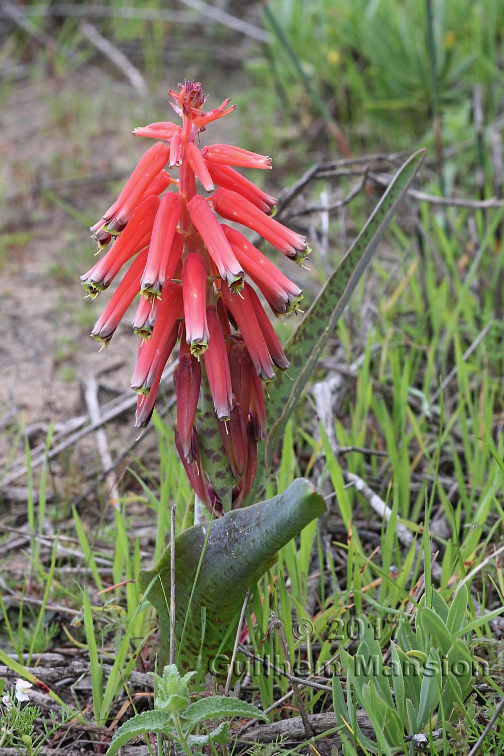 Lachenalia bulbifera