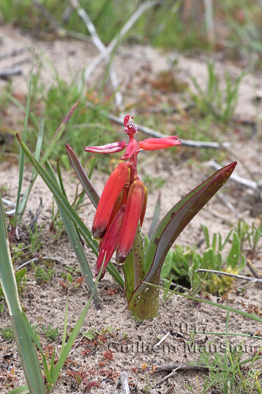 Lachenalia bulbifera