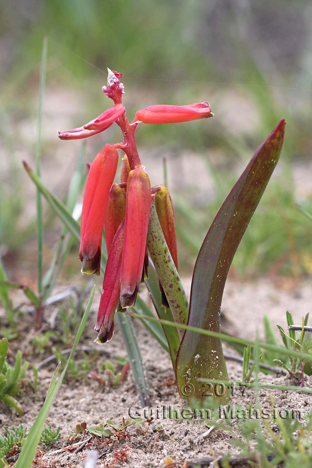 Lachenalia bulbifera