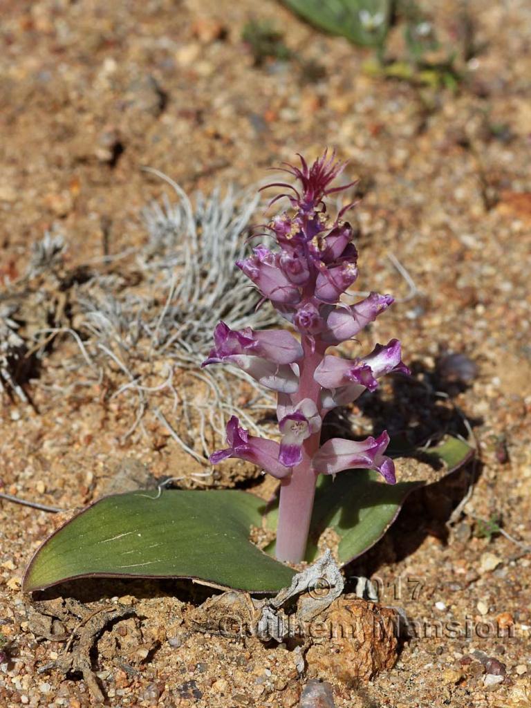 Lachenalia carnosa