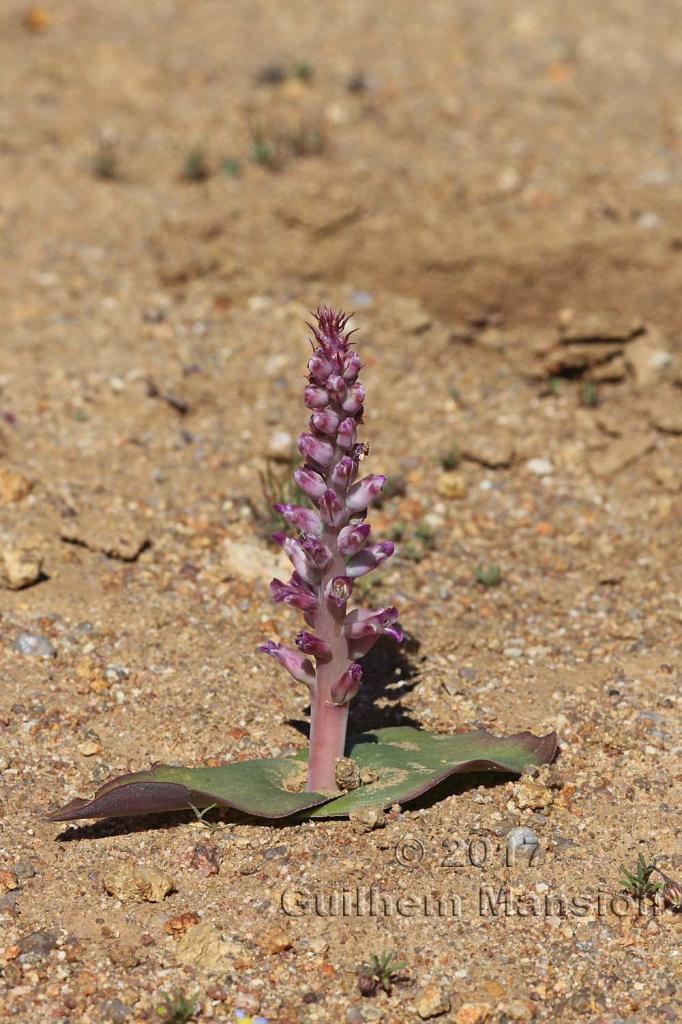 Lachenalia carnosa