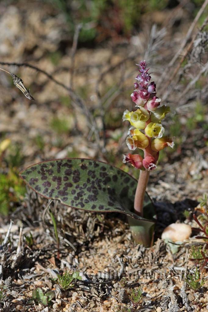 Lachenalia elegans