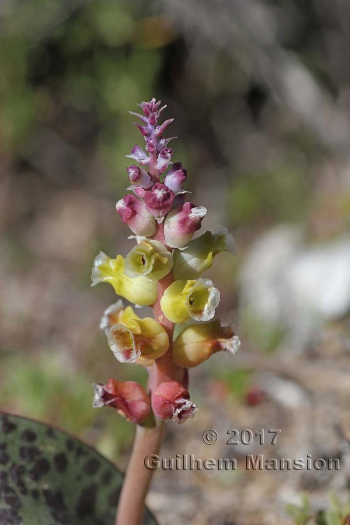 Lachenalia elegans