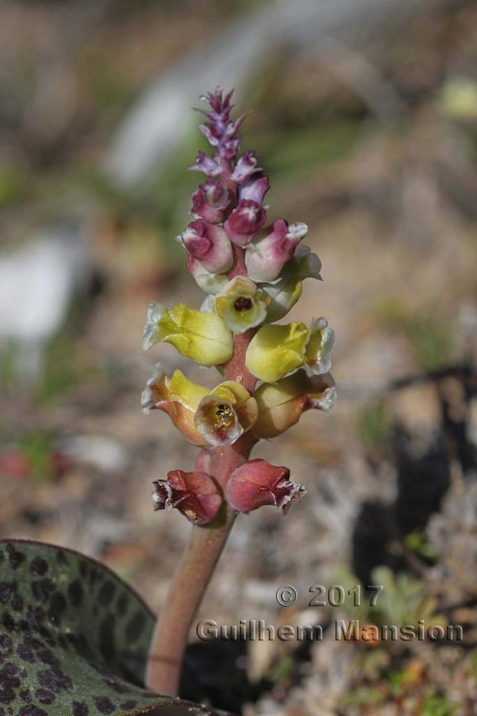 Lachenalia elegans