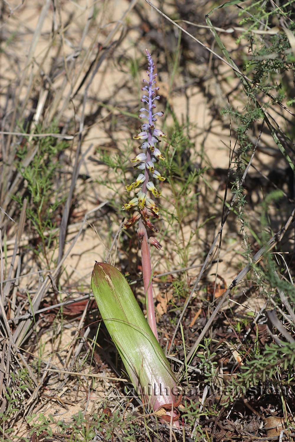 Lachenalia mutabilis