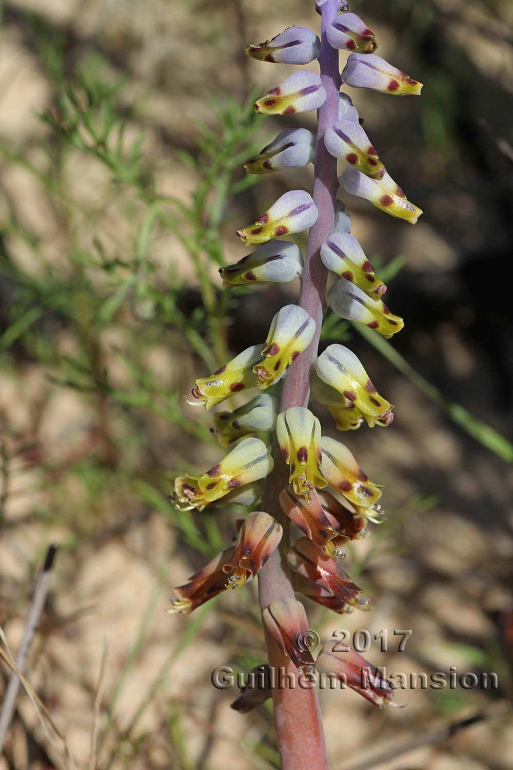 Lachenalia mutabilis