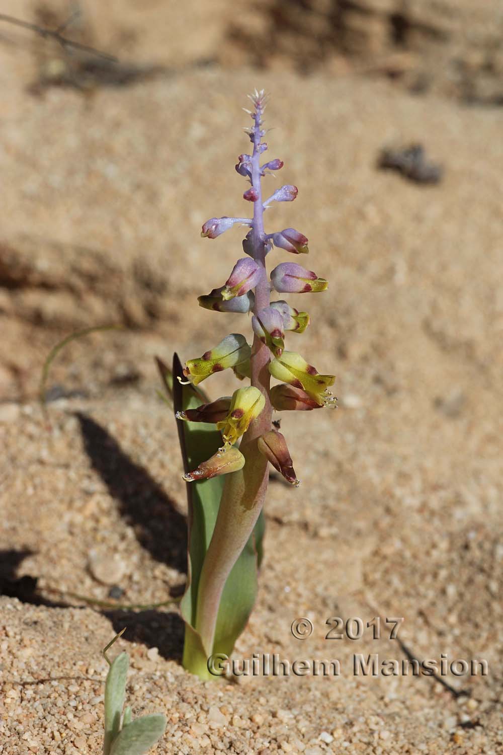 Lachenalia mutabilis