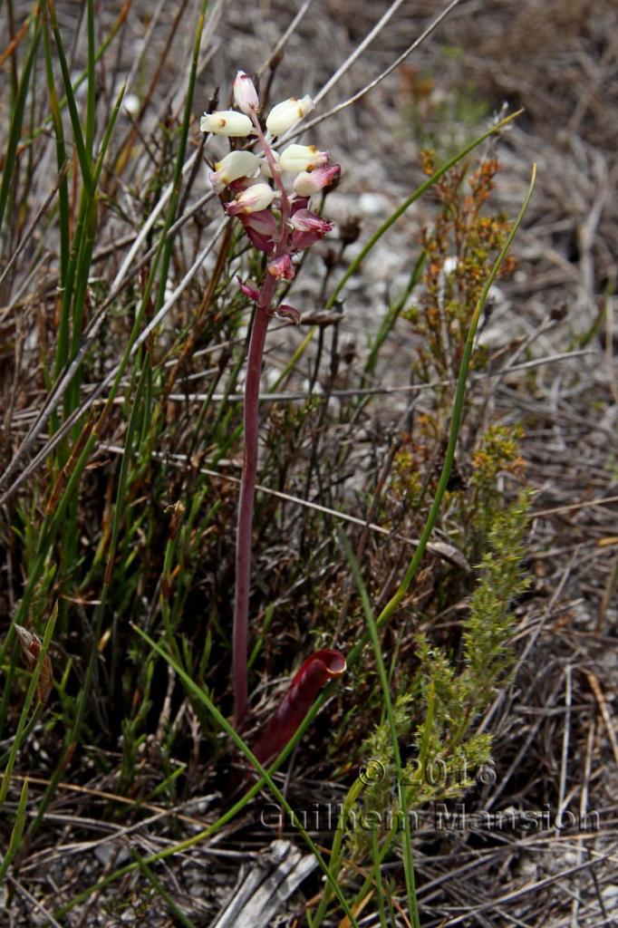 Lachenalia sp.