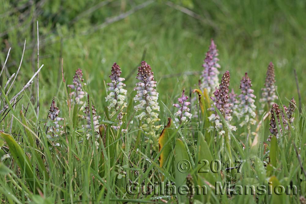 Lachenalia sp.