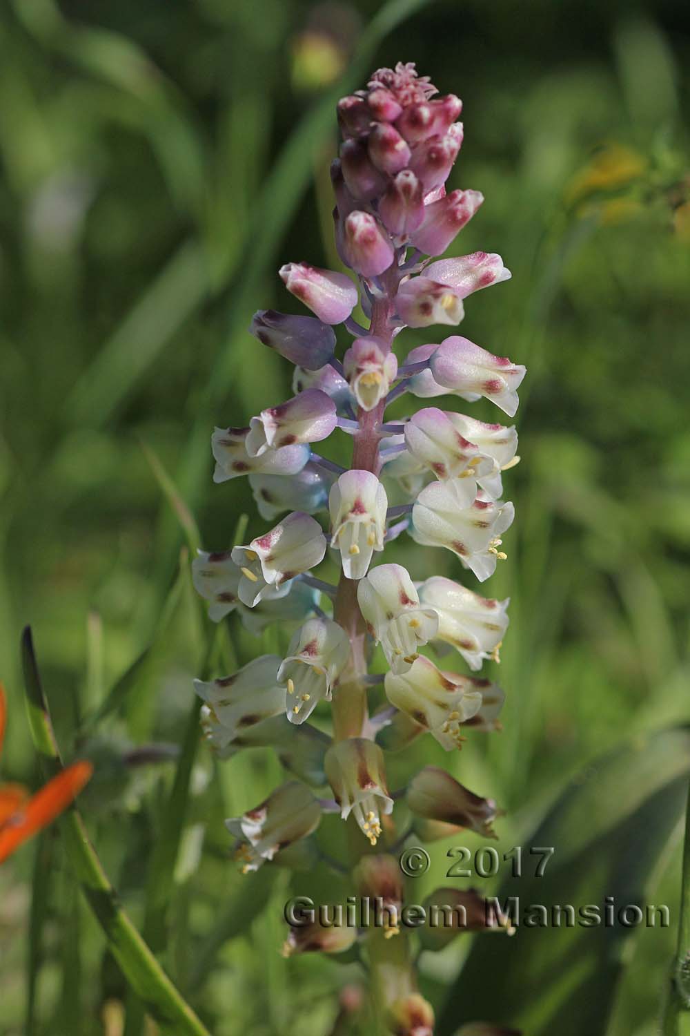 Lachenalia sp.