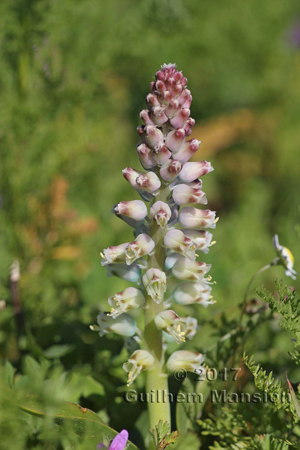 Lachenalia sp.