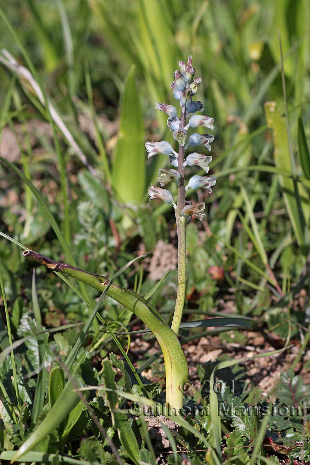 Lachenalia unifolia