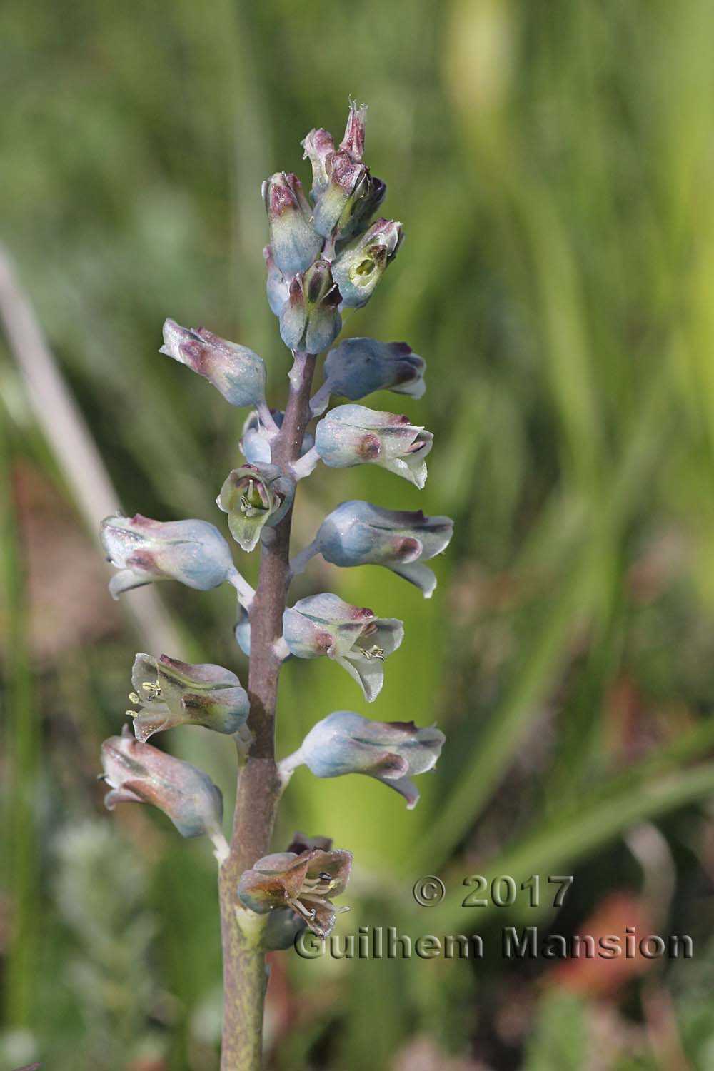 Lachenalia unifolia