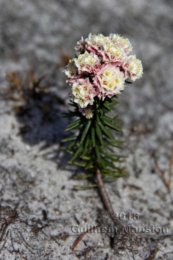 Lachnaea densiflora