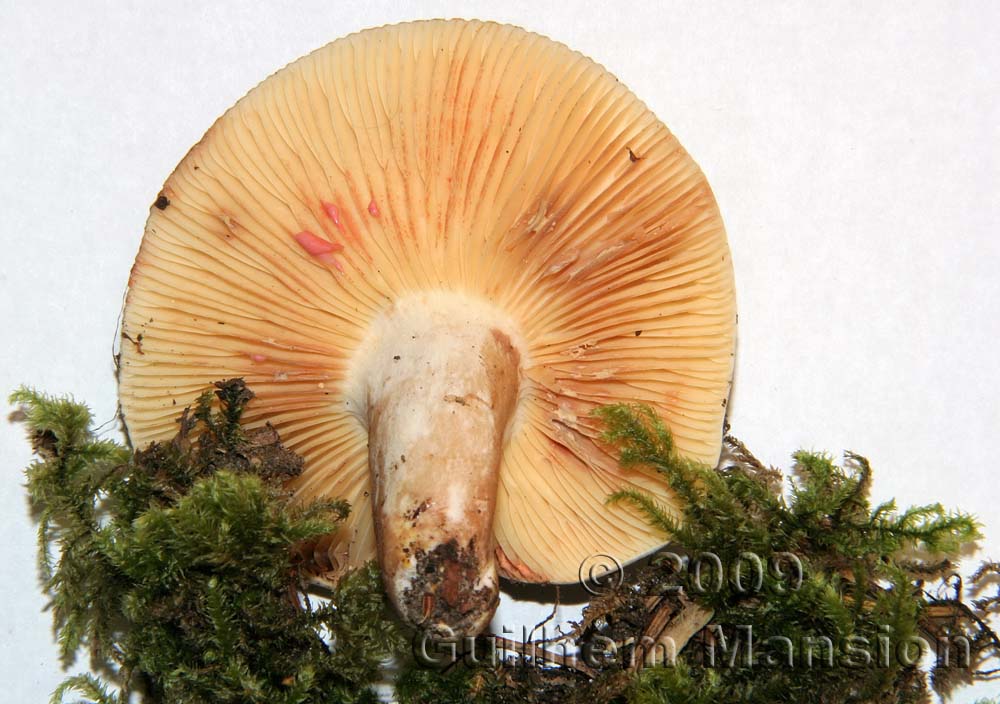 Lactarius acris 