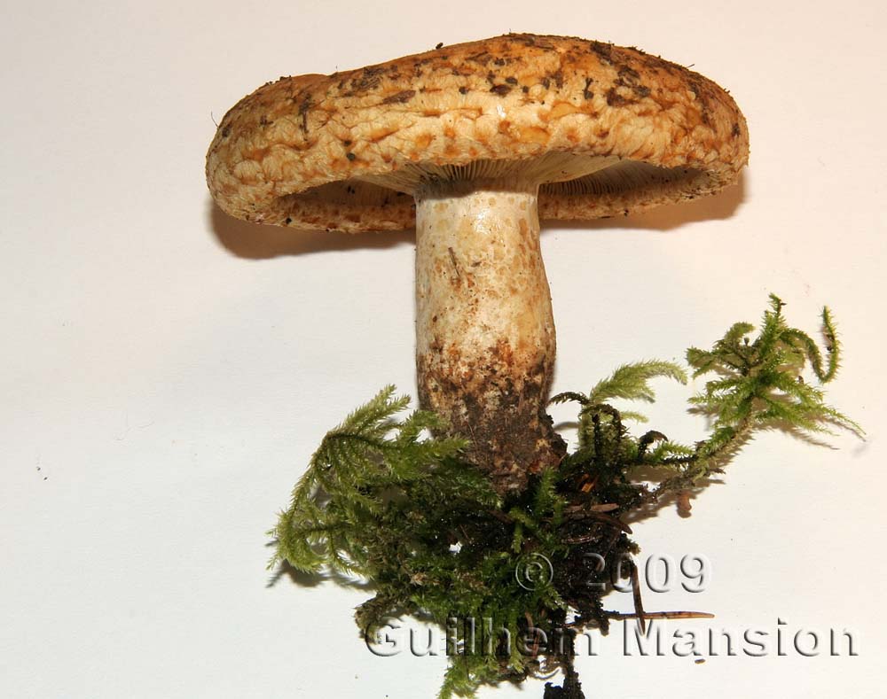 Lactarius scrobiculatus 