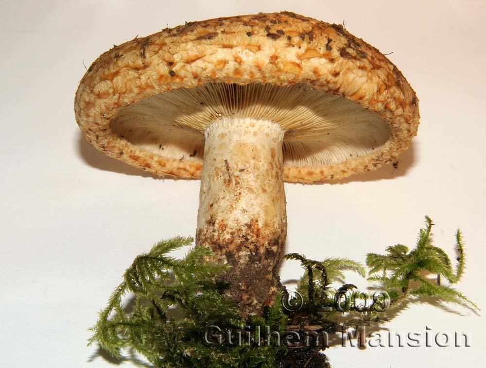 Lactarius scrobiculatus 