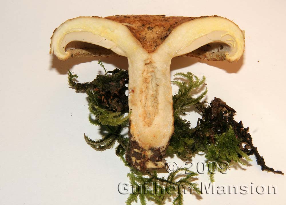 Lactarius scrobiculatus 