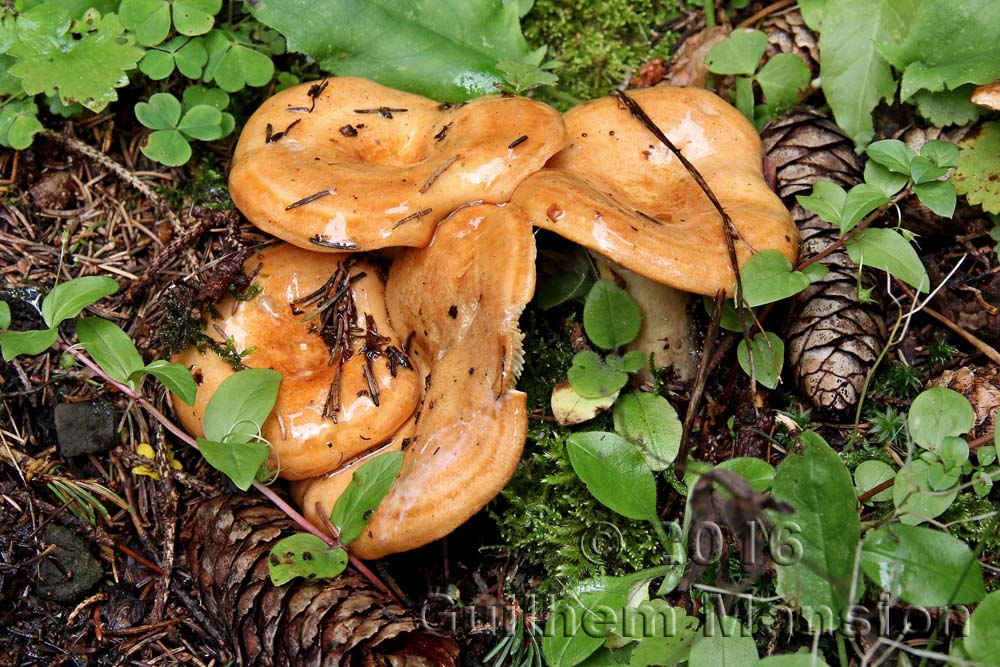 Lactarius scrobiculatus