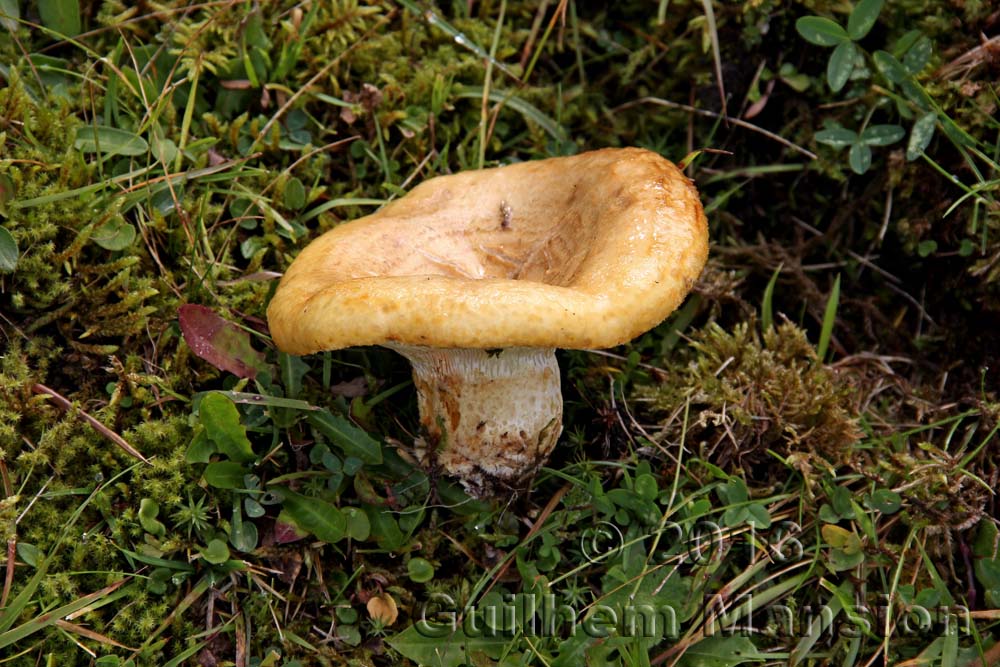 Lactarius scrobiculatus