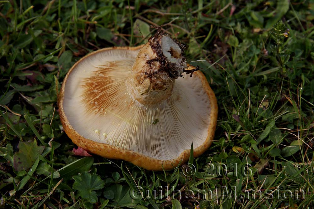 Lactarius scrobiculatus