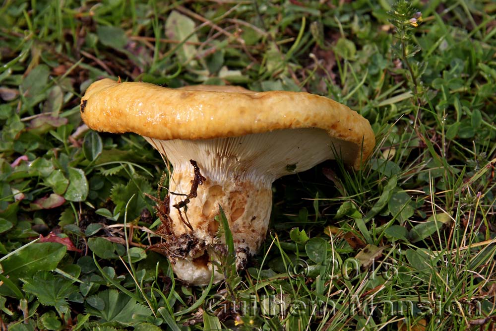 Lactarius scrobiculatus