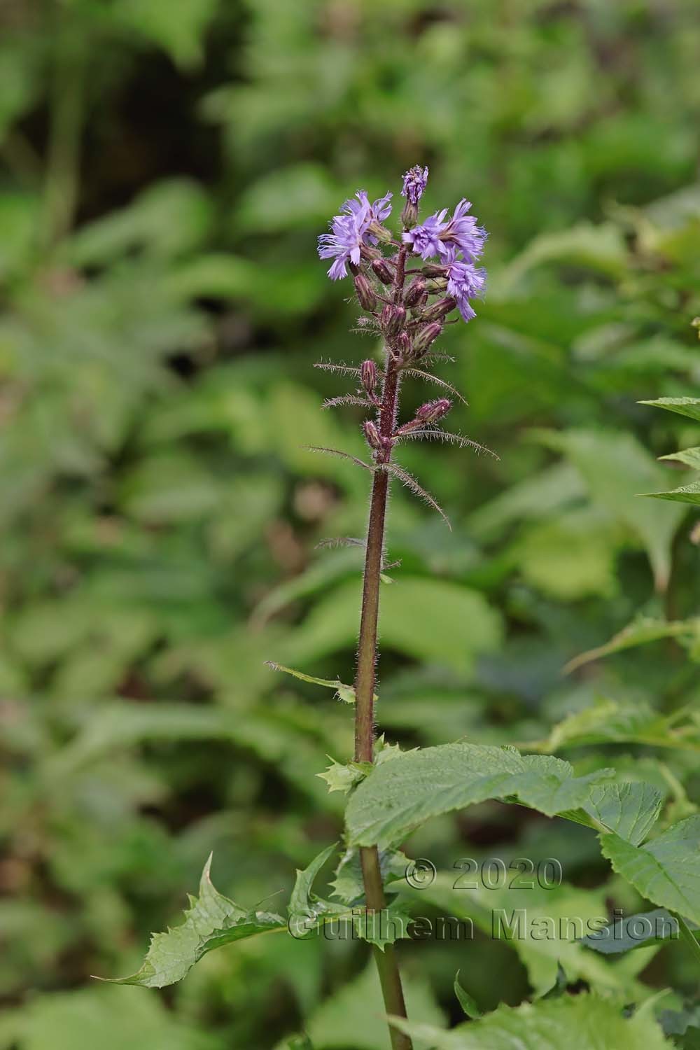 Cicerbita alpina