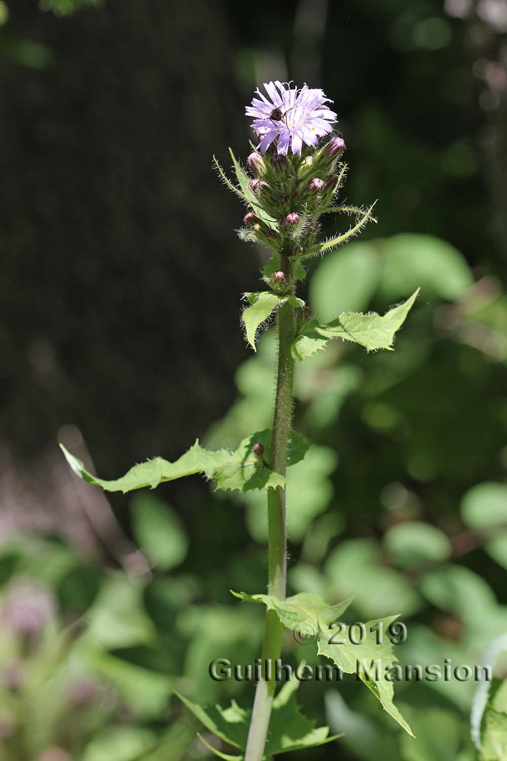 Cicerbita alpina