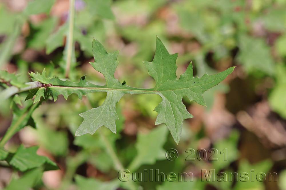 Lactuca [Mycelis] muralis